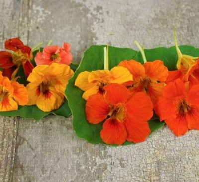 Nasturtium Fairy 